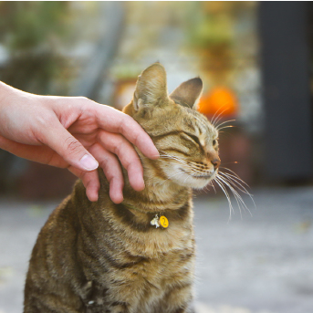 ¿Por qué la proteína es vital para tu gato__interna1.jpg